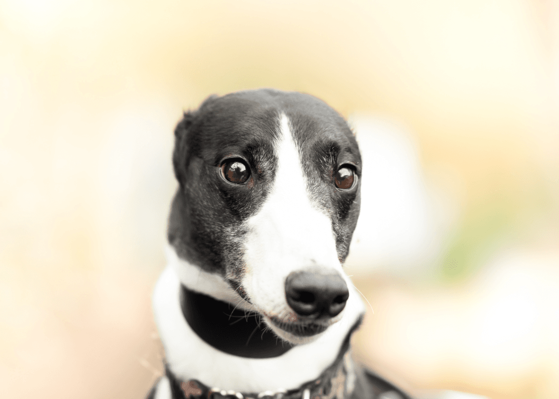 Abo, a Unknown old unknown Greyhound available for adoption from Wimbledon Greyhound Welfare in Greater London