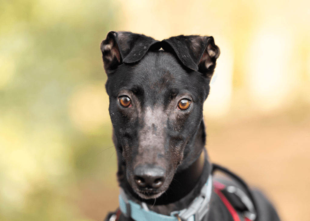 Jonah, a Unknown old unknown Greyhound available for adoption from Wimbledon Greyhound Welfare in Greater London