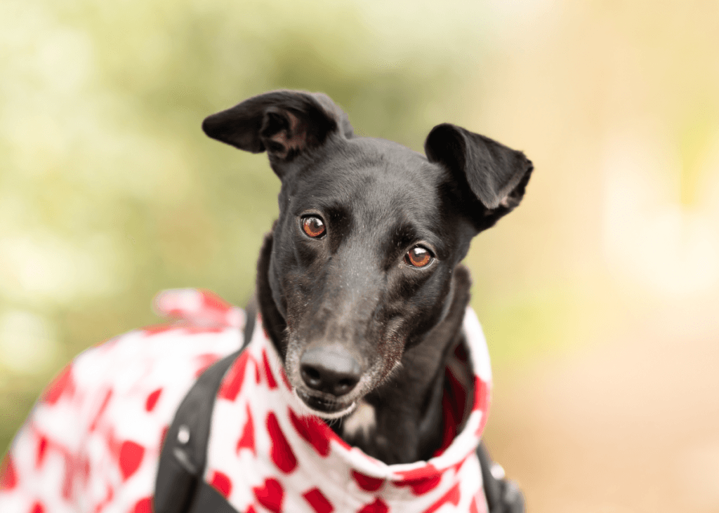 Liv, a Unknown old unknown Greyhound available for adoption from Wimbledon Greyhound Welfare in Greater London