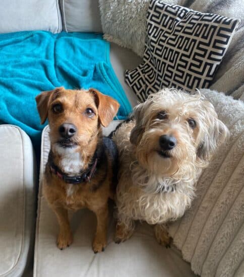 Betty And Olive, a 5 years old female Jack Russell Terrier X Poodle available for adoption from Jerry Green Dog Rescue in Lincolnshire