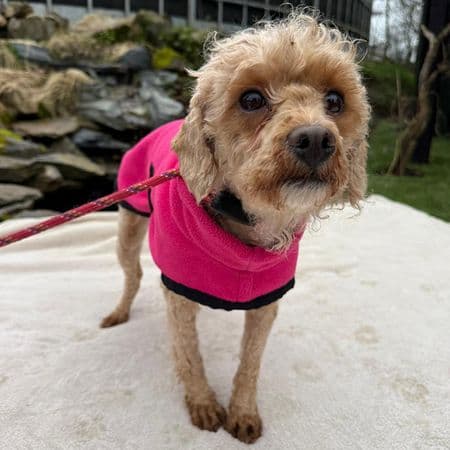 Candy, a 3 years old female Cavalier King Charles Spaniel X Poodle available for adoption from Many Tears Animal Rescue in Wales