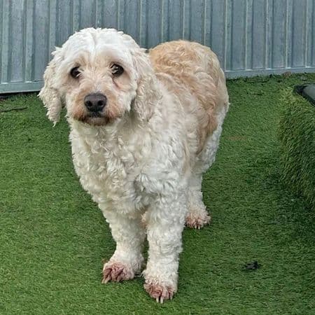 Holiday, a 2 years old female Cavalier King Charles Spaniel X Bichon Frise available for adoption from Many Tears Animal Rescue in Wales