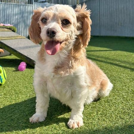 Lady, a 7 years old female Cavalier King Charles Spaniel X Bichon Frise available for adoption from Many Tears Animal Rescue in Wales