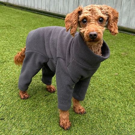 Morgan, a 2 years old male Poodle available for adoption from Many Tears Animal Rescue in Wales