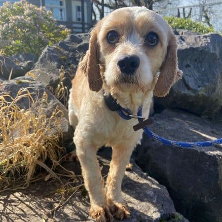Ava, a 2 years old female Cavalier King Charles Spaniel X Bichon Frise available for adoption from Many Tears Animal Rescue in Wales