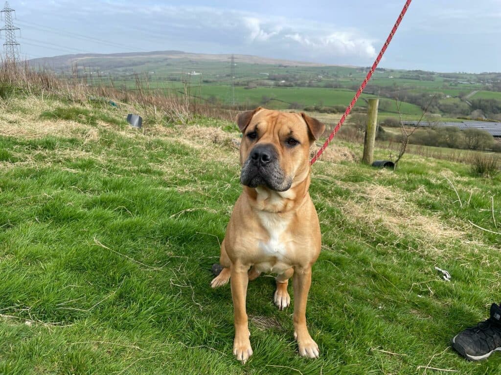 Narla, a 5 years old female Shar Pei available for adoption from Wolfwood in Lancashire