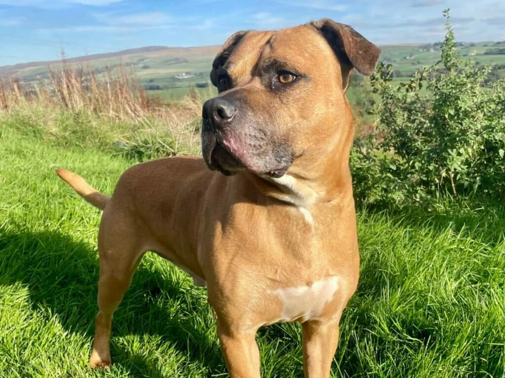Rubble, a 10 years old male Staffordshire Bull Terrier available for adoption from Wolfwood in Lancashire