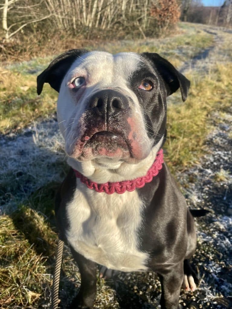 Connie, a 2 years old unknown American Bulldog available for adoption from Wolfwood in Lancashire