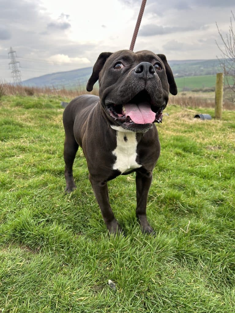 Bonnie, a 6 years old female Unknown available for adoption from Wolfwood in Lancashire