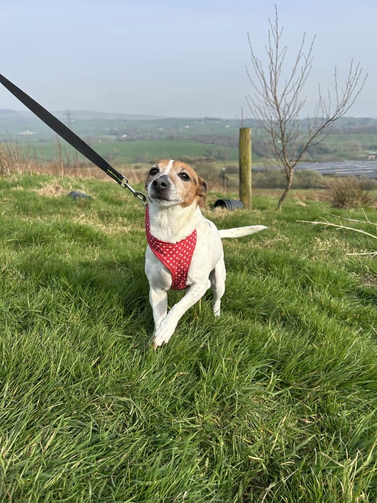 Belle, a 10 years old female Jack Russell Terrier available for adoption from Wolfwood in Lancashire