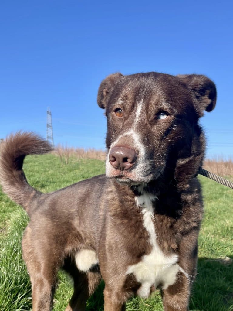 Fred, a 3 years old male Labrador available for adoption from Wolfwood in Lancashire