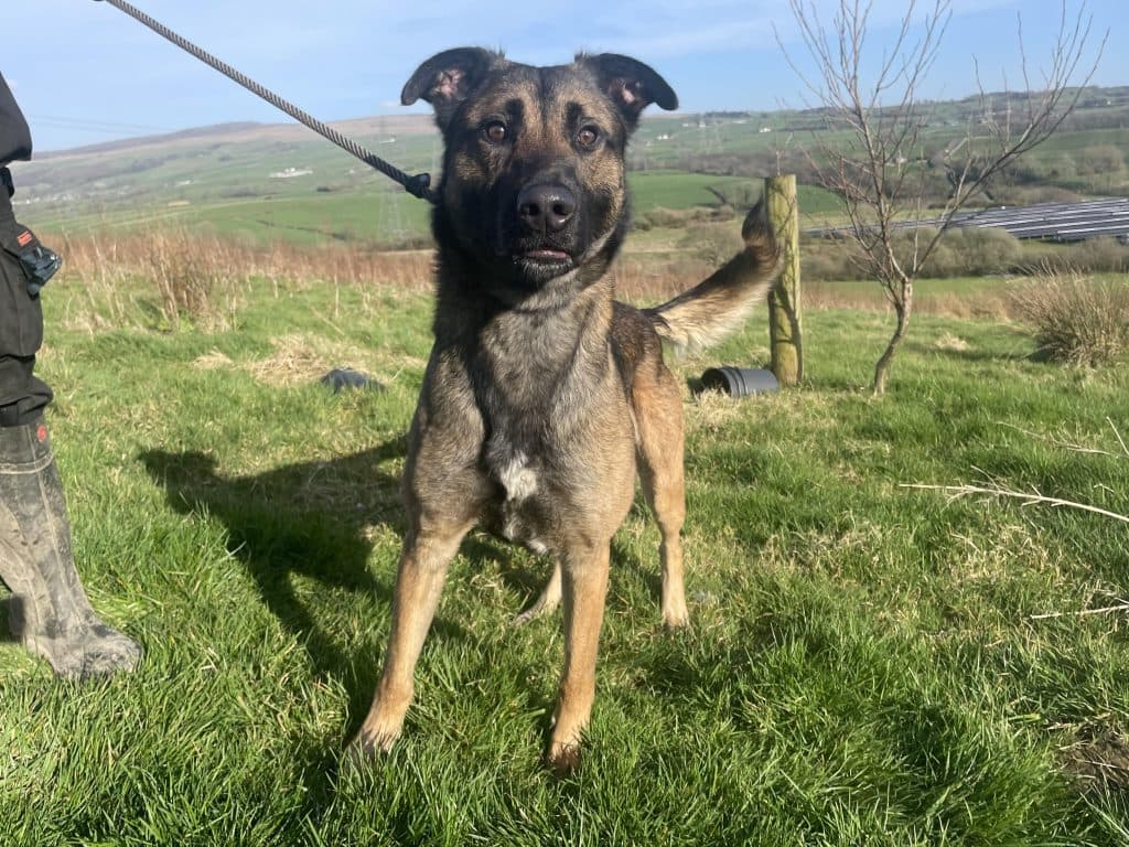 Havoc, a 2 years old male Belgian Malinois available for adoption from Wolfwood in Lancashire